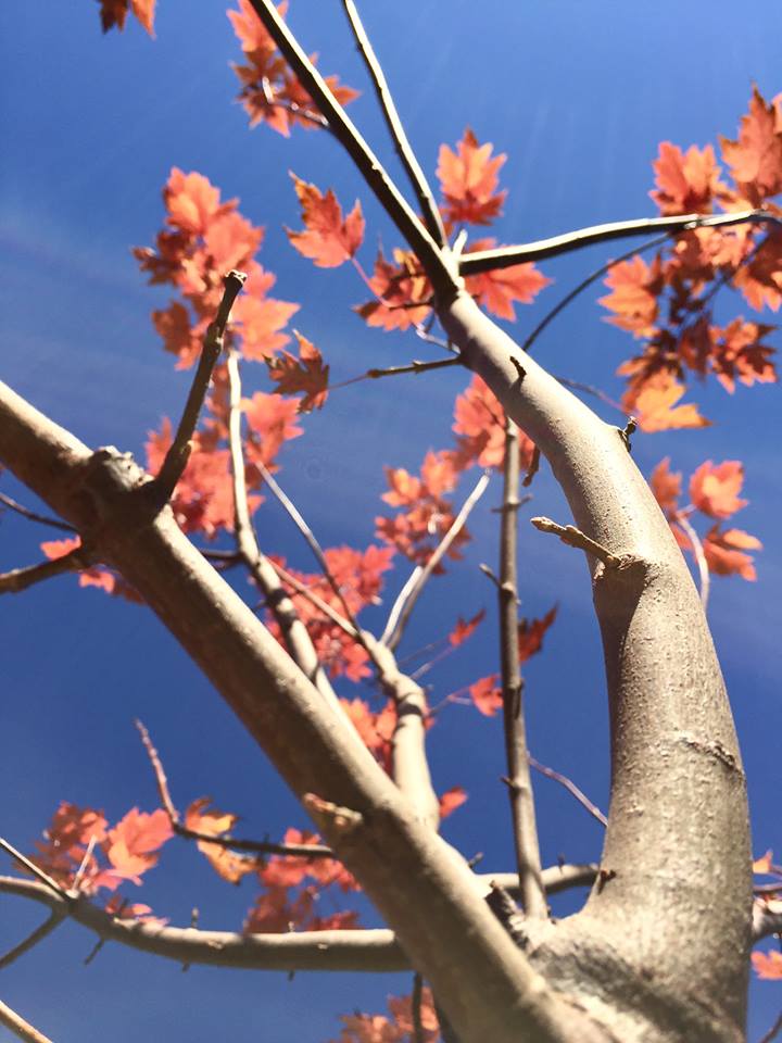 Drip Lines And How To Find Them - Apple Blossom Landscape